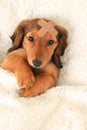 Injured dachshund puppy Royalty Free Stock Photo