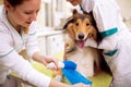 Injured dog with broken leg at pet ambulance Royalty Free Stock Photo