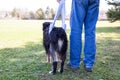 Injured dog walks in sling behind Royalty Free Stock Photo