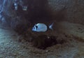 An injured Double Banded Bream Diplodus vulgaris in the Mediterranean Sea