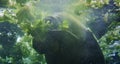 Florida Manatee is swimming alongside many lettuce heads and eating Royalty Free Stock Photo