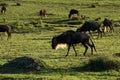 Injured gnu walking amongst its herd