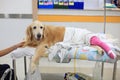 Injured Golden retriever with pink bandage on wheelchair after S