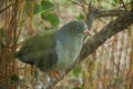 Injured Green Pigeon in Rehabilitation centre in South Africa