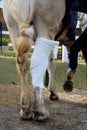 Injured horse