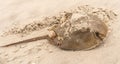 Injured Horseshoe Crab on New Jersey Beach Royalty Free Stock Photo