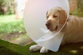 Injured labrador dog