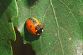 Injured Ladybug Royalty Free Stock Photo