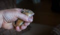 Injured lethargic young Chipmunk held in hand. Royalty Free Stock Photo