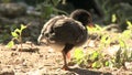 Injured little chick limping