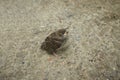 Injured little sparrow is fed by hand Royalty Free Stock Photo