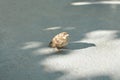 Injured little sparrow is fed by hand