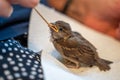 Injured little sparrow is fed by hand by an old woman