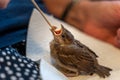 Injured little sparrow is fed by hand by an old woman