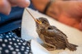 Injured little sparrow is fed by hand by an old woman