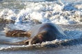Injured male elephant seal laying in the surf on beach with eye bleeding