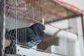Injured pigeon in an open cage. Royalty Free Stock Photo