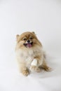 Injured Pomeranian