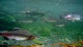 Injured salmon fish underwater in sea.