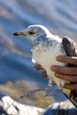 Injured Seagull Royalty Free Stock Photo