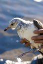 Injured Seagull Royalty Free Stock Photo
