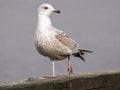 A injured seagull Royalty Free Stock Photo