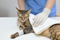 An injured and sick cat is being checked up by a veterinarian Royalty Free Stock Photo