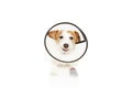 Injured sick dog wearing protective funnel collar making a funny pain face. Isolated on white background