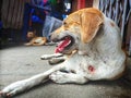 Injured Stray dog / Street dog relaxing on main market / bazaar in chennai, Tamilnadu, India. Stray dog on sick and sleeping on