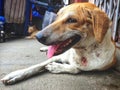 Injured Stray dog / Street dog relaxing on main market / bazaar in chennai, Tamilnadu, India. Stray dog on sick and sleeping on Royalty Free Stock Photo