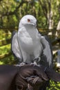 Injured Swallow-Tailed Kite On The Hand Of A Handler, Closeup