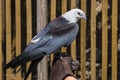 Injured Swallow-Tailed Kite On A Handler