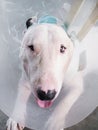 Injured White bull terrier dog