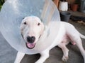 Injured White bull terrier dog