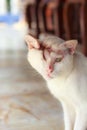 Injured white cat