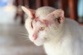 Injured white cat