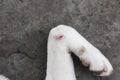 Injured white color dog paw on gray background