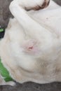 Injured white color dog upper part of a leg