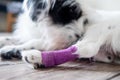 Injured white dog's hind leg wrapped by purple bandage and splint after surgery in at home