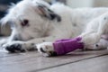 Injured white dog's hind leg wrapped by purple bandage and splint after surgery in at home