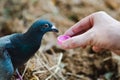 Injured wild pigeon lost shyness and drink water from small lid - connection between human and animal