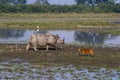 Injured wild rhino walking in swamps after a fight comes face to face with an Indian Hog deer