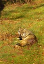 Wolf excluded by its pack