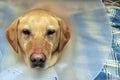 Injured Yellow Lab Dog with Cone Royalty Free Stock Photo