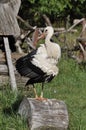 Injured young stork on a log, posing for the camera Royalty Free Stock Photo