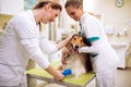 InjureVeterinarian take care of dog with hurt leg Royalty Free Stock Photo