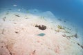 Injury puffer fish or boxfish or balloon fish swiming in deep sea sand floor scuba dive explore travel activity underwater with