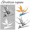 Set of vector contour flowers on a white background. Strelitzia reginae. Sketches of isolated flowers drawn by ink. Outline clipar