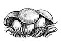 Edible mushrooms