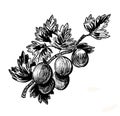 Gooseberry plant drawing